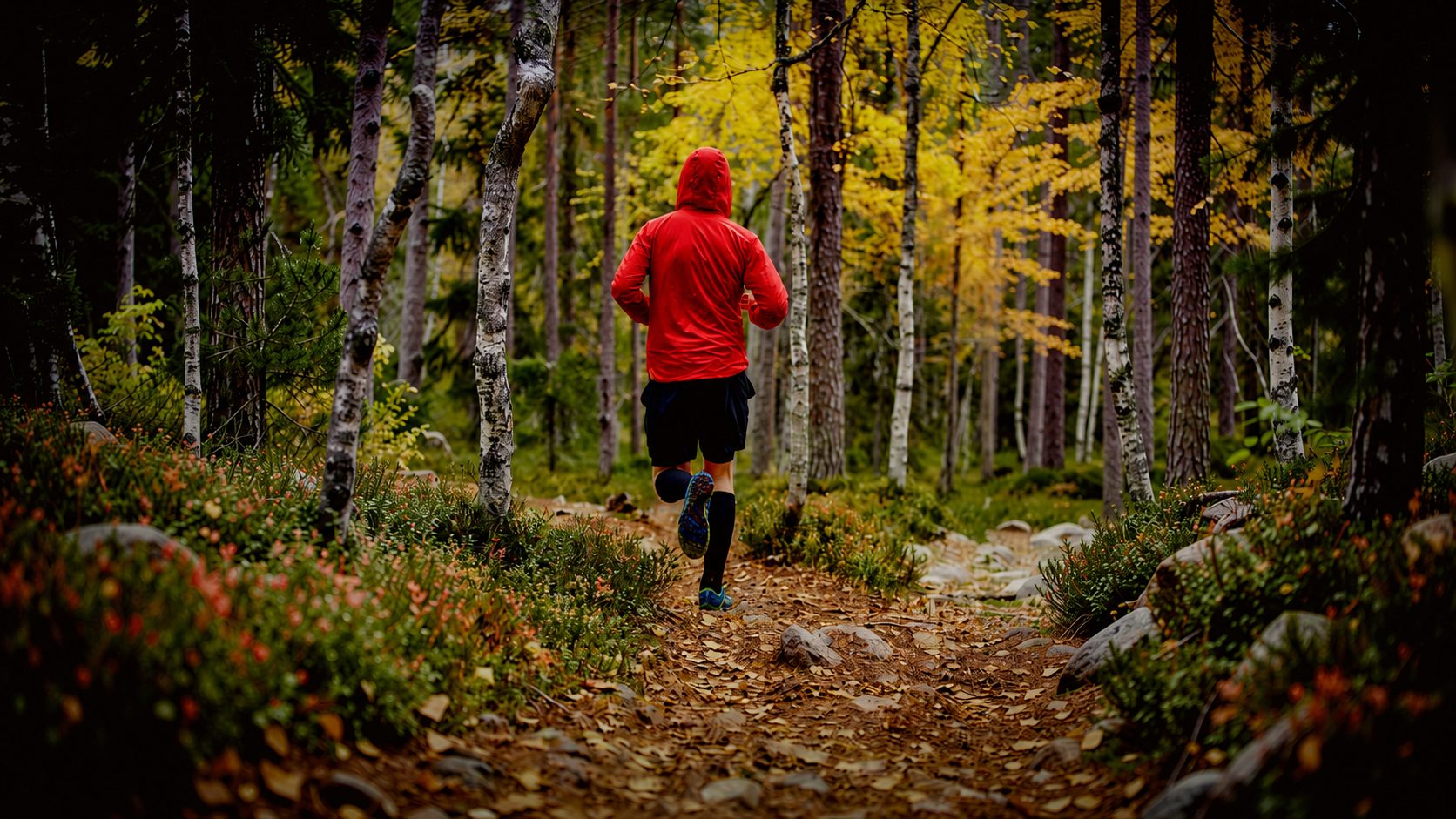 A trail runner on a wooded path in autumn